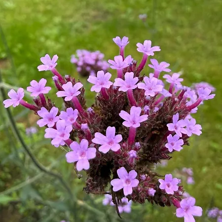 1 Tyskie Apartamenty Z Prywatnym Ogrodkiem *